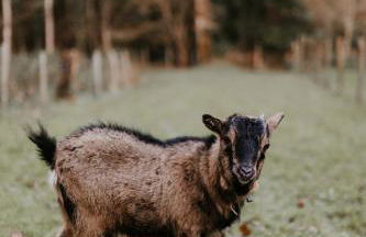 Gîtes du Bulz, en pleine forêt proche de la mer - Photo 32