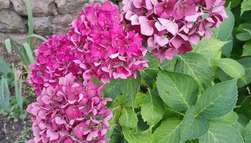 gite que canta - Foto 3, Garden, Garden view