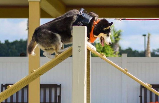 Burbank - Beautiful Designer Home Near Glenview Country Club - Foto 29