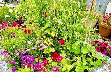 Romantic log-burner Cornish Cottage private garden dogs welcome - Foto 51