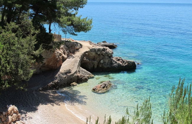 Dino - Gorgeous Garden - SA1 Zavala - Photo 19