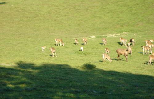 Gästehaus Wildgehege - Foto 38