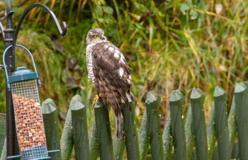 Lann Dearg Studios - Photo 14