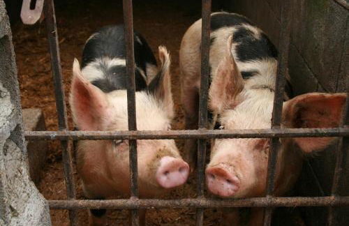 Agriturismo San Cataldo Farm Home - Foto 84