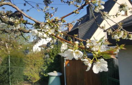 Ferienwohnung Rheinzeit beim Toni - Foto 4
