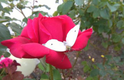 Mas Le Nathakassou - Foto 36