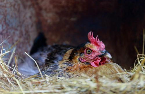 Antico Casale dei Sogni agriturismo - Foto 75