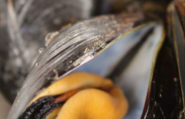 Paseo en barco con degustación de ostras y mejillones - Foto 8