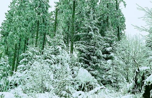 YALET Ferienhaus 2 appartementen vlakbij Willingen - Foto 43