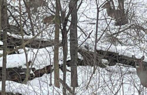 Peaceful Forested 5 Bdrm Near Lake sleeps up to 16 - Photo 20