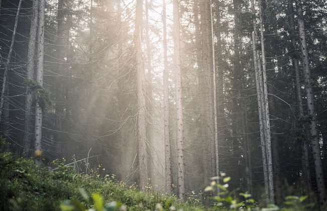Berghütte-Hochpillberg - Foto 40