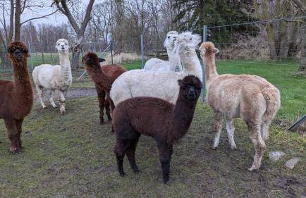 Urlaub auf dem Alpakahof Nähe Velgast - Foto 11