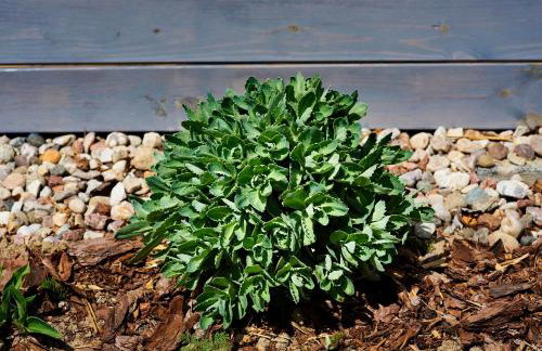 Domki pod jabłonką - Foto 19