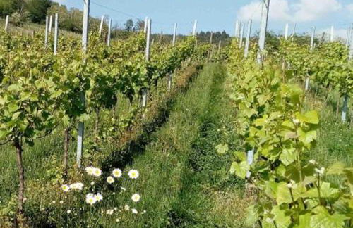 Grande maison de vacances L'Orée des Vignes - Foto 55