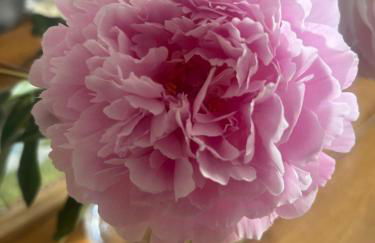 Morthana Shepherd Hut - Foto 21