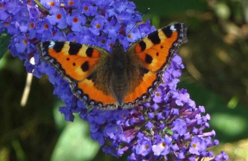 Zielono Mi - Dom Gościnny w Łapalicach - Foto 30
