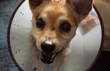 Pet Friendly Cottage walk to beach! - Foto 11