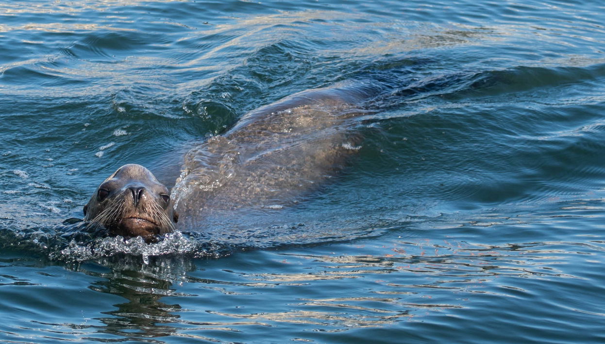 Paddle surf con i leoni marini a Marina del Rey