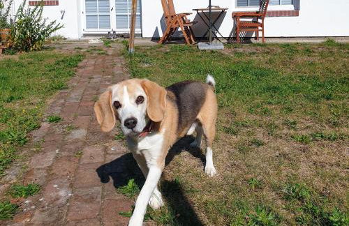 Fischerhaus am Strom - Foto 34