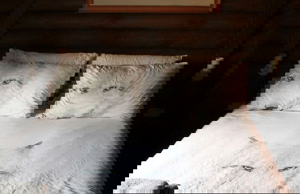 Dalia Barama - Photo 3