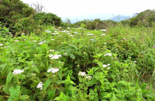 Treetops Cabin easy to Asheville with fast wifi and great view - Foto 46