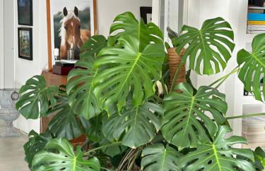 Villa con piscina vicino Roma - Foto 32