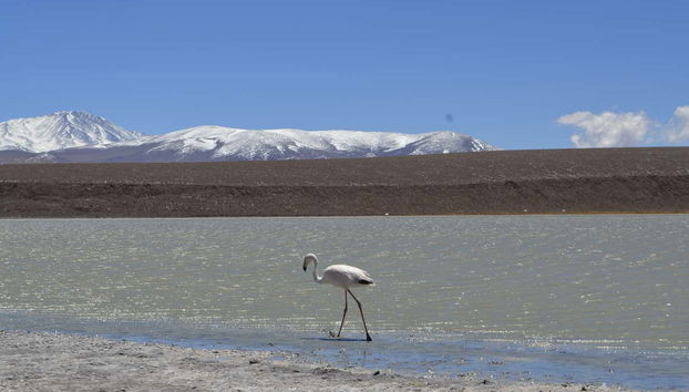Fenicottero alla Laguna Brava