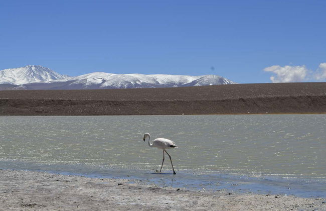 Escursione alla Laguna Brava - Foto 2