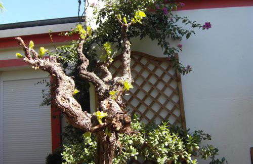 Cielito Lindo - Foto 26