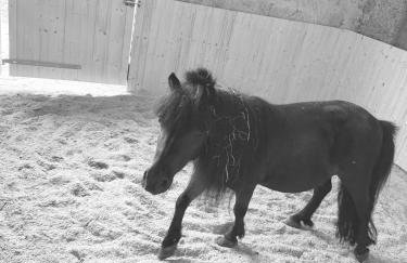 Pension Huber - Photo 2