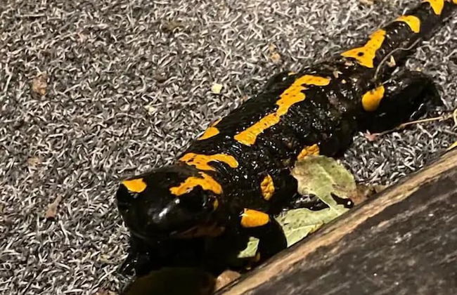 Cottage in the Picturesque Beskid Maly Mountains - Foto 9