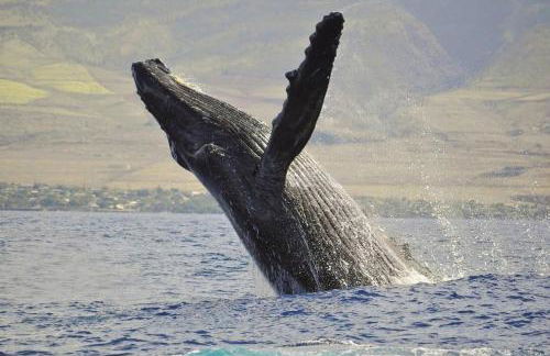 Kapalua Golf Villas 19T6 · KGV 19T6 Updated 2BD Kapalua Panorami - Foto 45