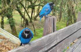 Luxuoso Flat no Laje de Pedra -Mountain Village - Foto 25