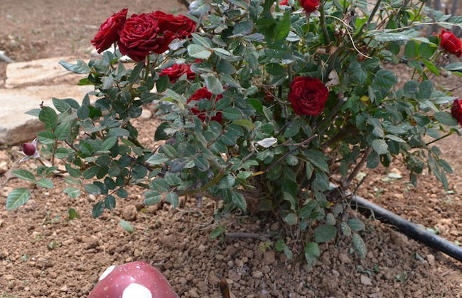 Villa Elena - Photo 40