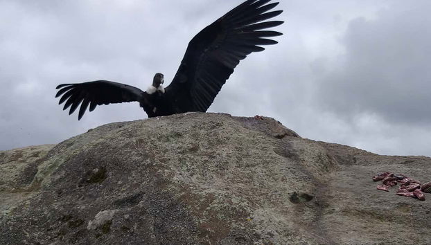 Condor Watching in Puracé + San Juan Hot Springs Tour - Foto 3