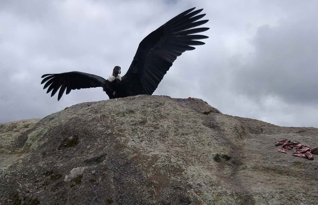 Condor Watching in Puracé + San Juan Hot Springs Tour - Photo 3