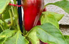 Casa Refúgio Cataratas by Grasi - Foto 54