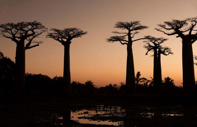 Tour del Viale dei Baobab al tramonto - Foto 2