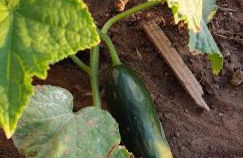 Traditional stone house 1bedroom, sea view, Syros - Foto 21