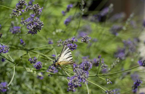 Agriturismo GaiaSofia - adults only - Foto 35