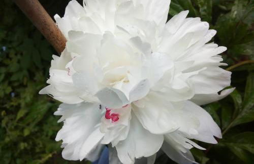 Ferienwohnung am Walnussbaum - Foto 27