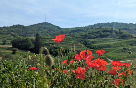 Ferienwohnung Angie - Foto 15