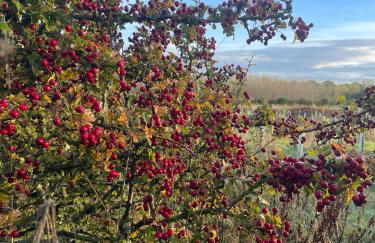 Stewards Granary - Foto 70