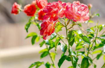 Dreamcatcher Villa - Foto 39