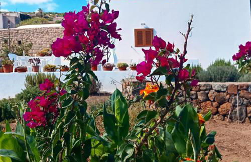 Dammuso Pantelleria - Fiori D'Ossidiana - Foto 23