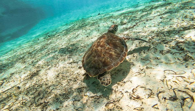 Maafushi Dolphin Watching and Snorkelling Half Day Tour - Foto 4