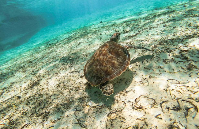 Snorkel en Maafushi + Avistamiento de delfines - Foto 4