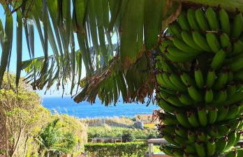 Fajã VinhaMar-Vinyard Cottage by the Sea - Foto 22