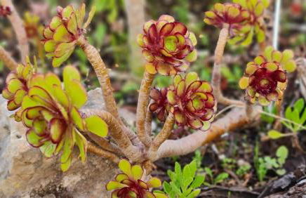 Monte da ti Luzia - Foto 52