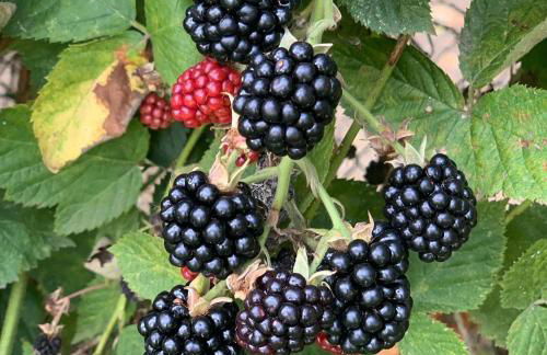 Agriturismo Grammelot - Foto 10